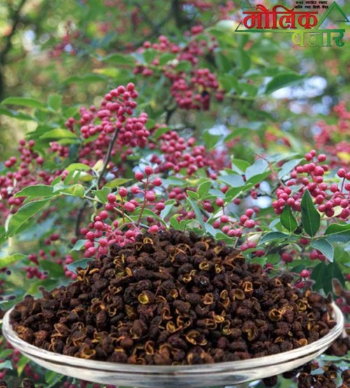Yangben (100g)