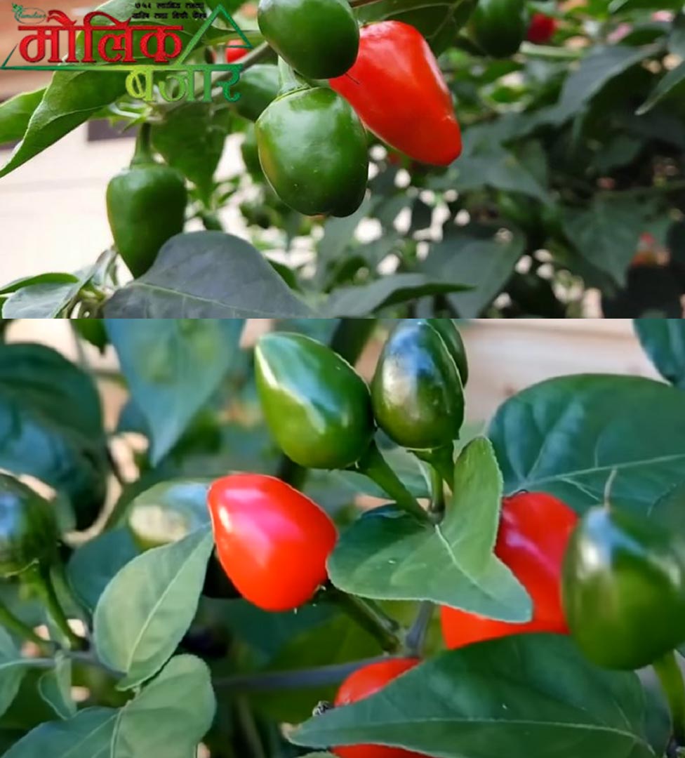  अकबरे खुर्सानी (Big Chili) 