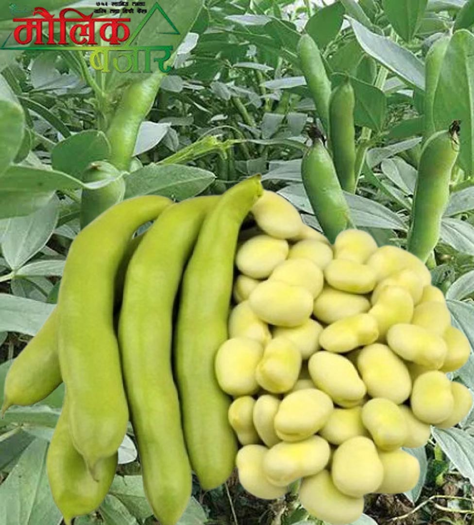  बकुल्ला (Field Beans) 