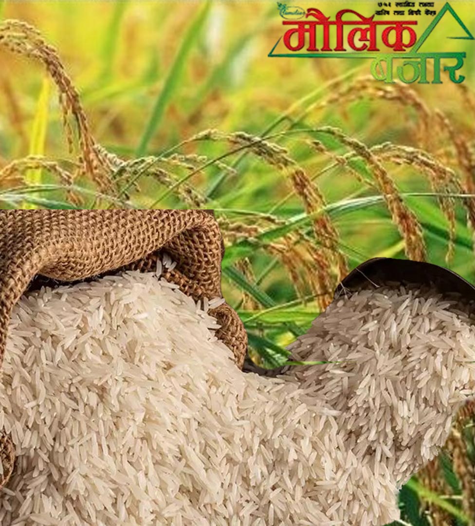  बासमती चामल (Basmati Rice) 