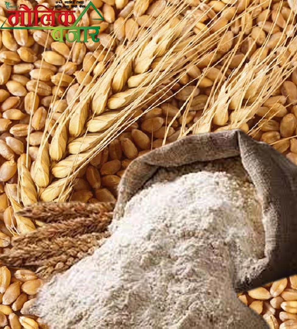  गहुँ पिठो 500gm 