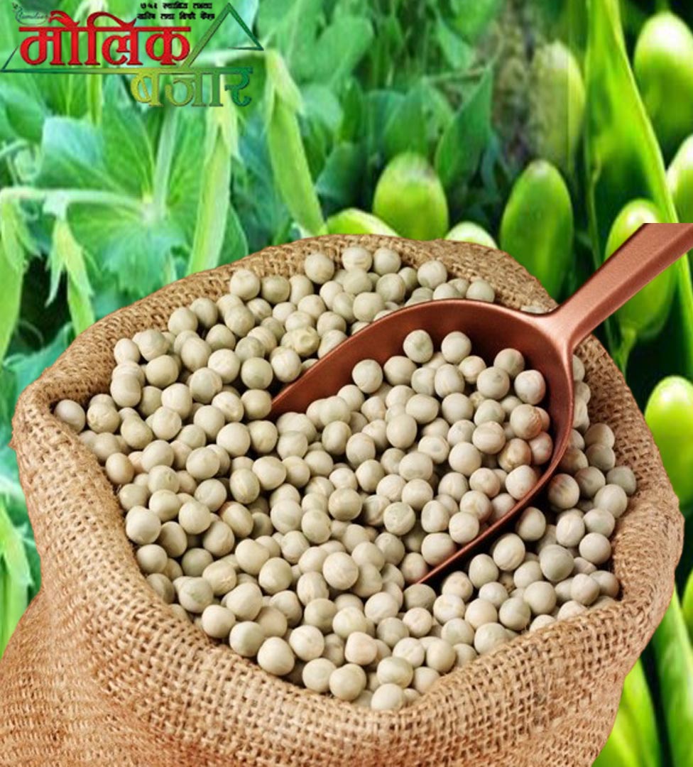  सेतो केराउ (White Peas) 